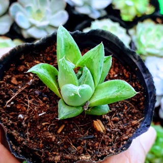 Sen haworthia 01