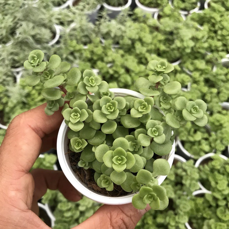 Sen đá sedum hoa hồng xanh SONDA GARDEN size bé 5cm, xuất xứ Đà Lạt, khoẻ đẹp, lỗi 1 đổi 1