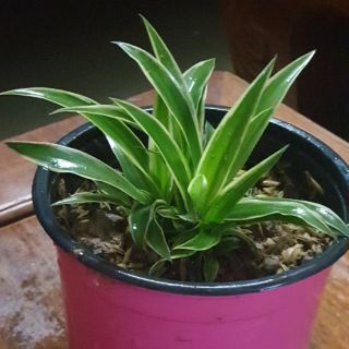 Combo 3 cây con dây nhện