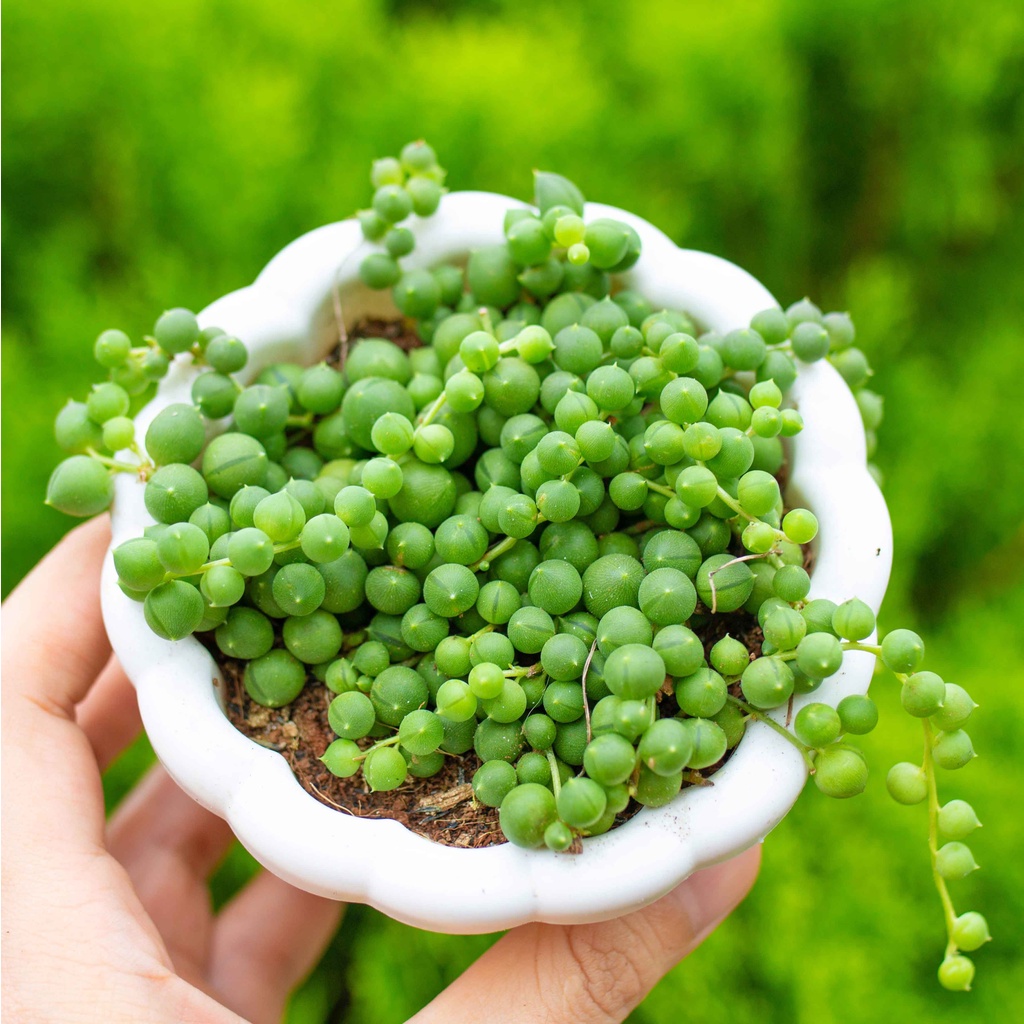 Giọt nước chậu treo nhỏ 9-11cm