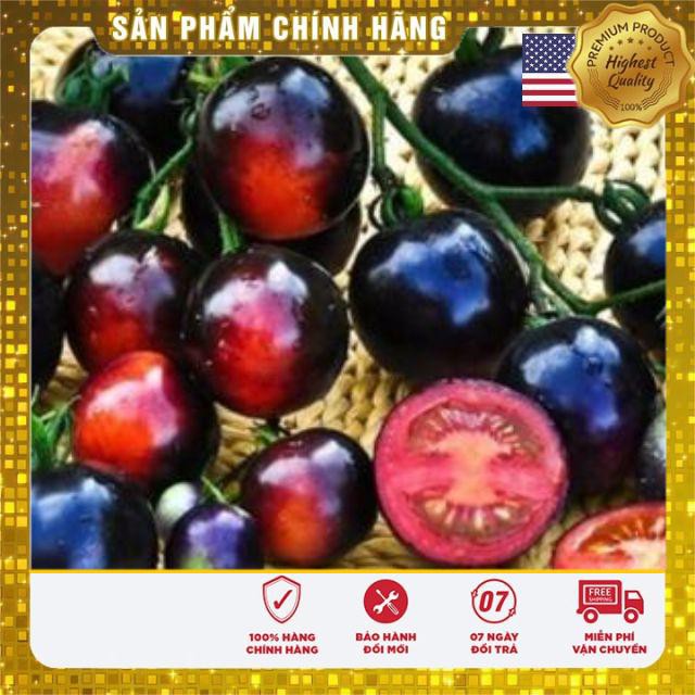 Gói 50 hat giống cà chua bi đen USA