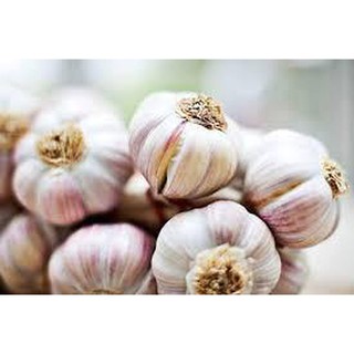 Tỏi ta thơm, tỏi khô bắc sạch cắt cuống kinh môn hải dương_manna