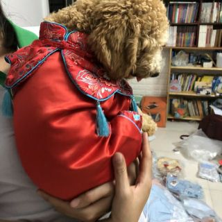 Áo Tết thuê hoa cho thú cưng