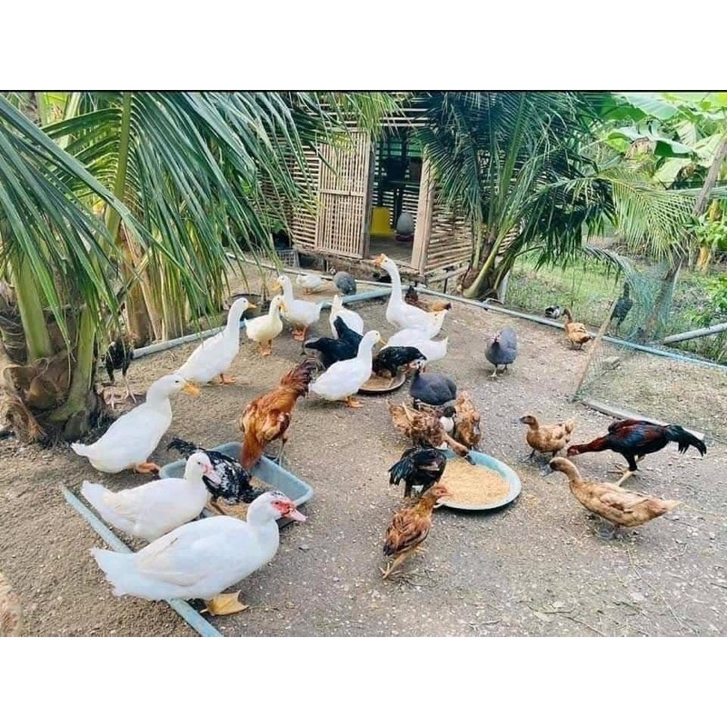 500g Ngũ Cốc cho Gà đá, Chiến kê