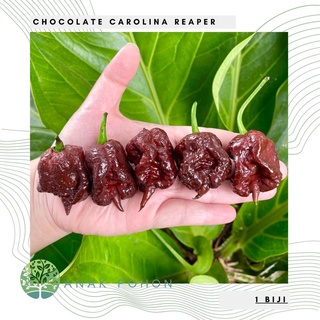 Hạt giống - Ớt sô cô la Carolina Reaper sô cô la hạt tiêu 15h Hạt giống nhập khẩu