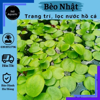 Bèo nhật - Siêu lọc nước - Trang trí bể cá cảnh - Tạo bóng mát cho cá