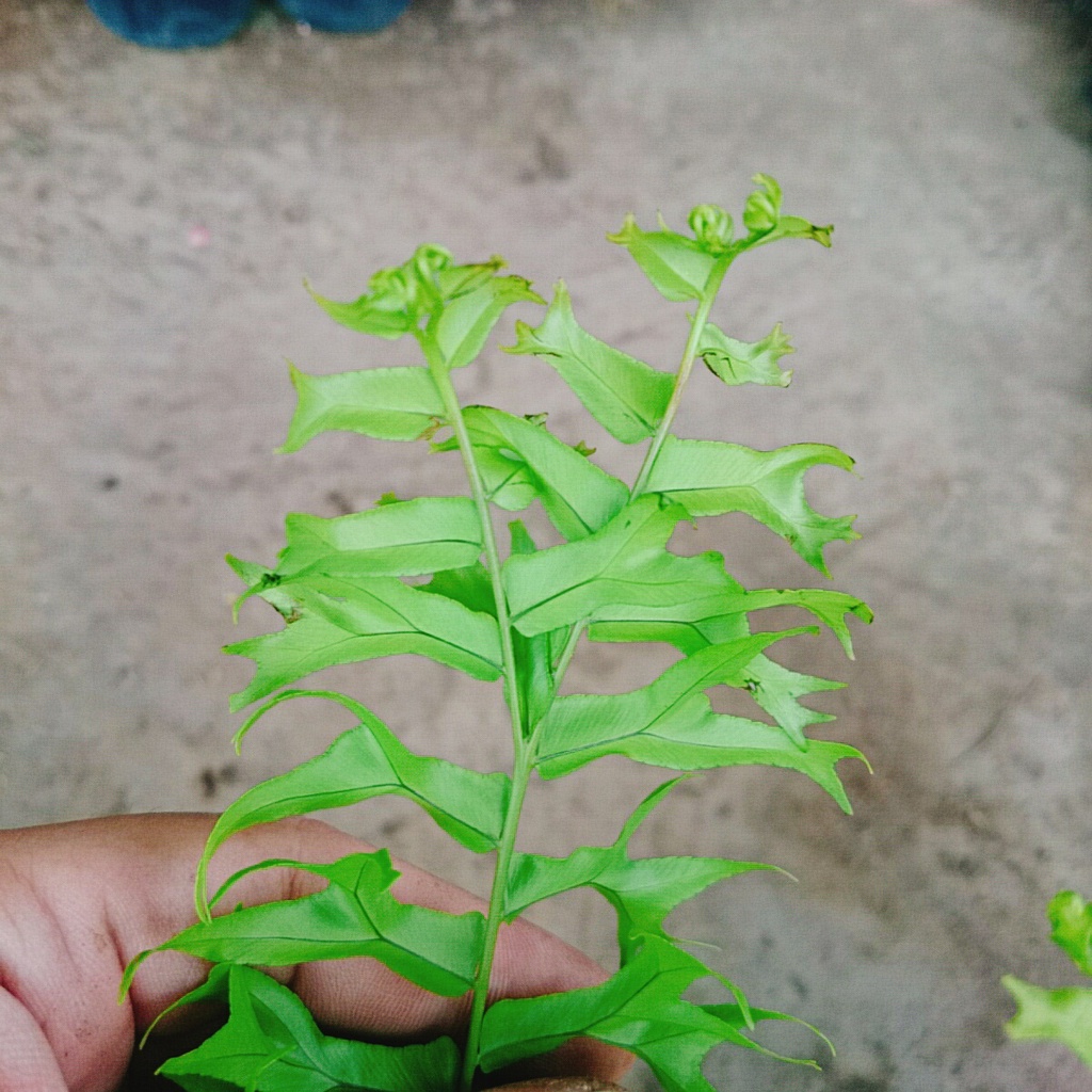 Cây Dương Xỉ Đuôi Tôm - cây cảnh để bàn