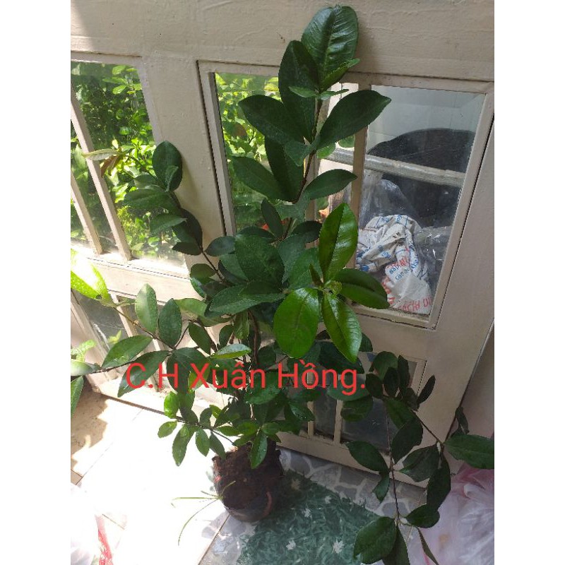 Cây cherry brazil, bầu to, cây đẹp, cao từ 70-100cm.