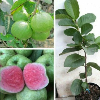 Cây Giống Ổi Ruby Ruột Đỏ trồng chậu Cây giống lớn 50-60 cm, ra hoa sau 3_6 tháng_Cây trồng chậu được_