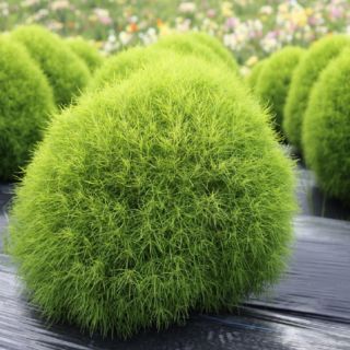 HẠT GIỐNG CỎ ĐỔI MÀU ( KOCHIA) 100 HẠT