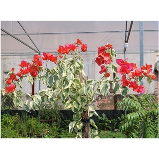 Cây bông giấy cẩm thạch, lá bạc,đột biến, cây hoa giấy var - Bougainvillea Var-vườn của boss