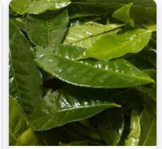 Cây chè xanh
