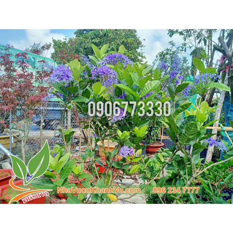 Mai xanh Thái giống