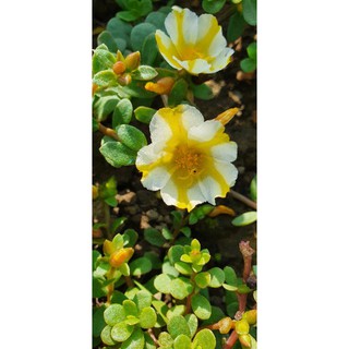 Hoa Sam đơn 20 màu