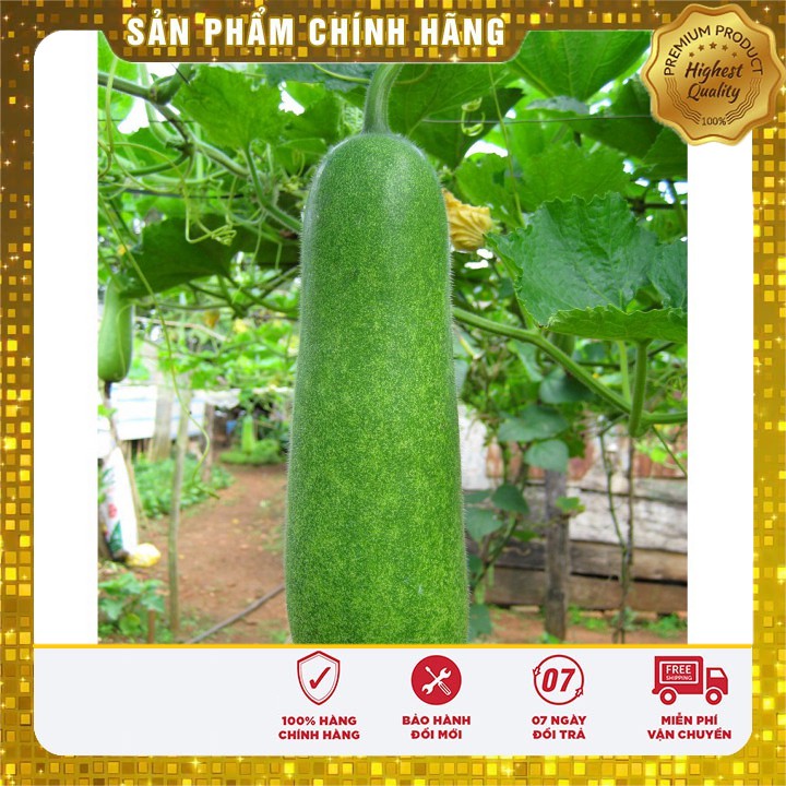 Hạt Giống Bí Đao Chanh dễ trồng gói 0.5 gram 10-20 hạt