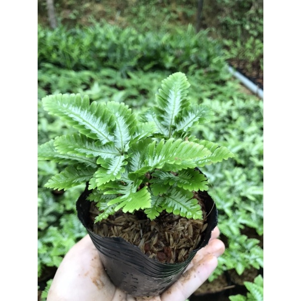 Dương xỉ bạch dương mini