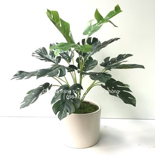 Cây giả - Cây lá rùa cao cấp trang trí kèm chậu gốm