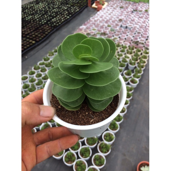 sen đá bèo cánh tiên size trung