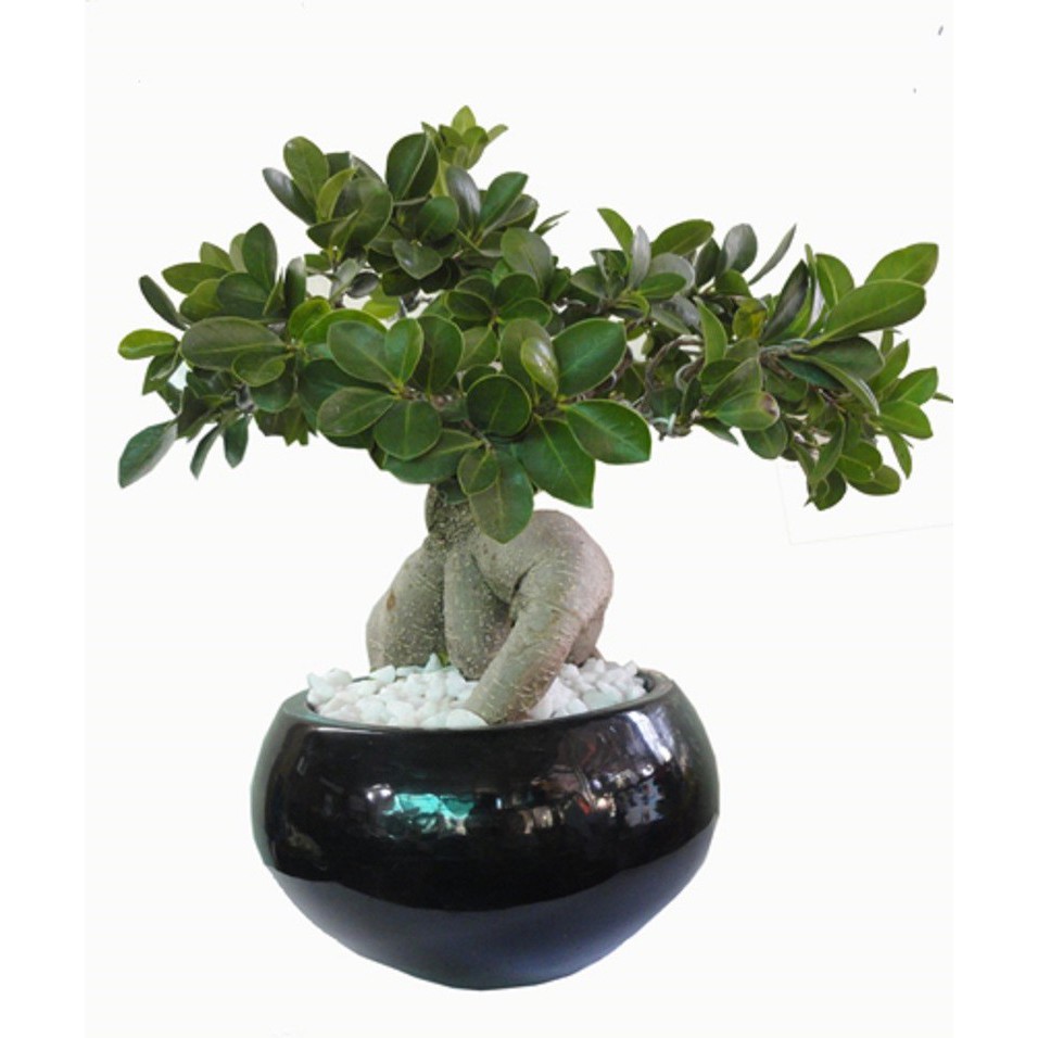 CÂY SANH LÙN NHẬT BONSAI MIMI SIÊU ĐẸP, CÂY PHONG THỦY ĐỂ BÀN VƯỢNG KHÍ CHO GIA CHỦ