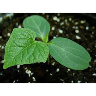 Hạt giống dưa chuột bao tử gói 30 hạt
