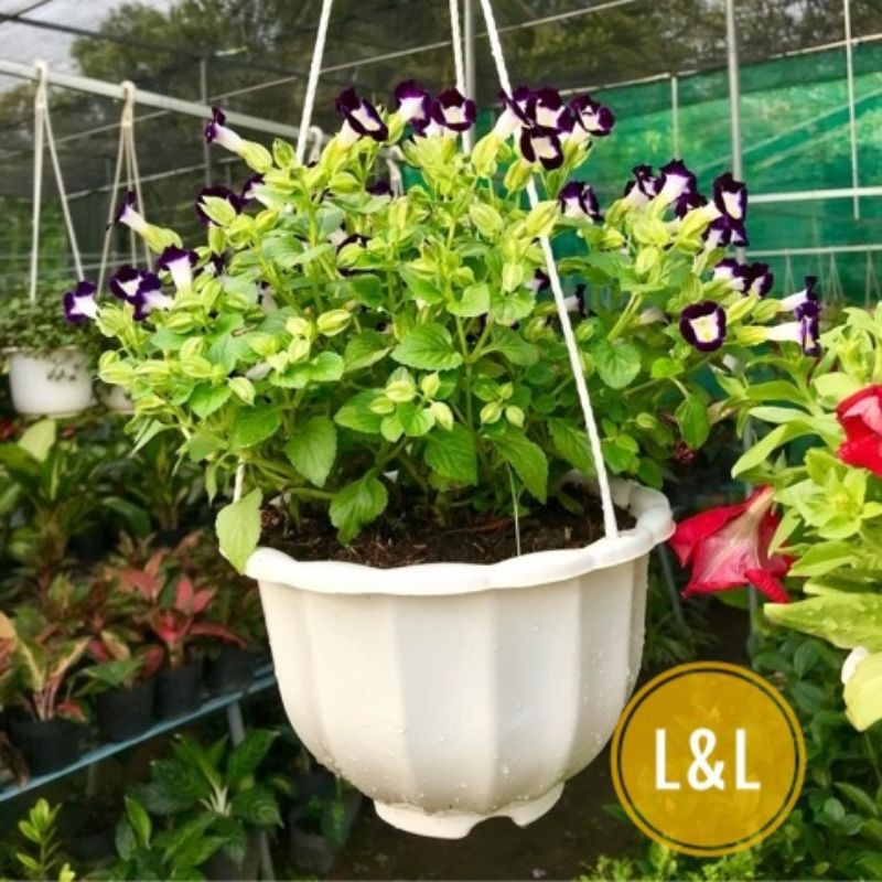 Chậu nhựa treo hình quả bí size 23x16cm trồng cây ban công, nhà hàng, quán cafe, TẶNG KÈM MÓC TREO