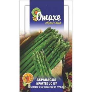 KM 10% HẠT GIỐNG MĂNG TÂY XANH UC 157 ẤN ĐỘ  chất lượng cao, nảy mầm trên 90%