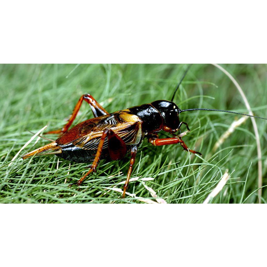 Dế Mèn Béo | Shopee Việt Nam