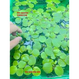 Bèo nhật thuỷ sinh - Trang trí - lọc nước - thả hồ tép combo 1️⃣0️⃣ k / 5 tai