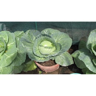 Bắp Cải RĐ KAKA chịu nhiệt