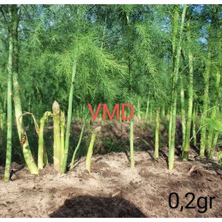 Hạt giống Măng Tây Xamh (0,2gr)