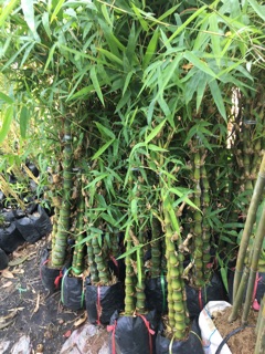 Cây trúc Phật bà