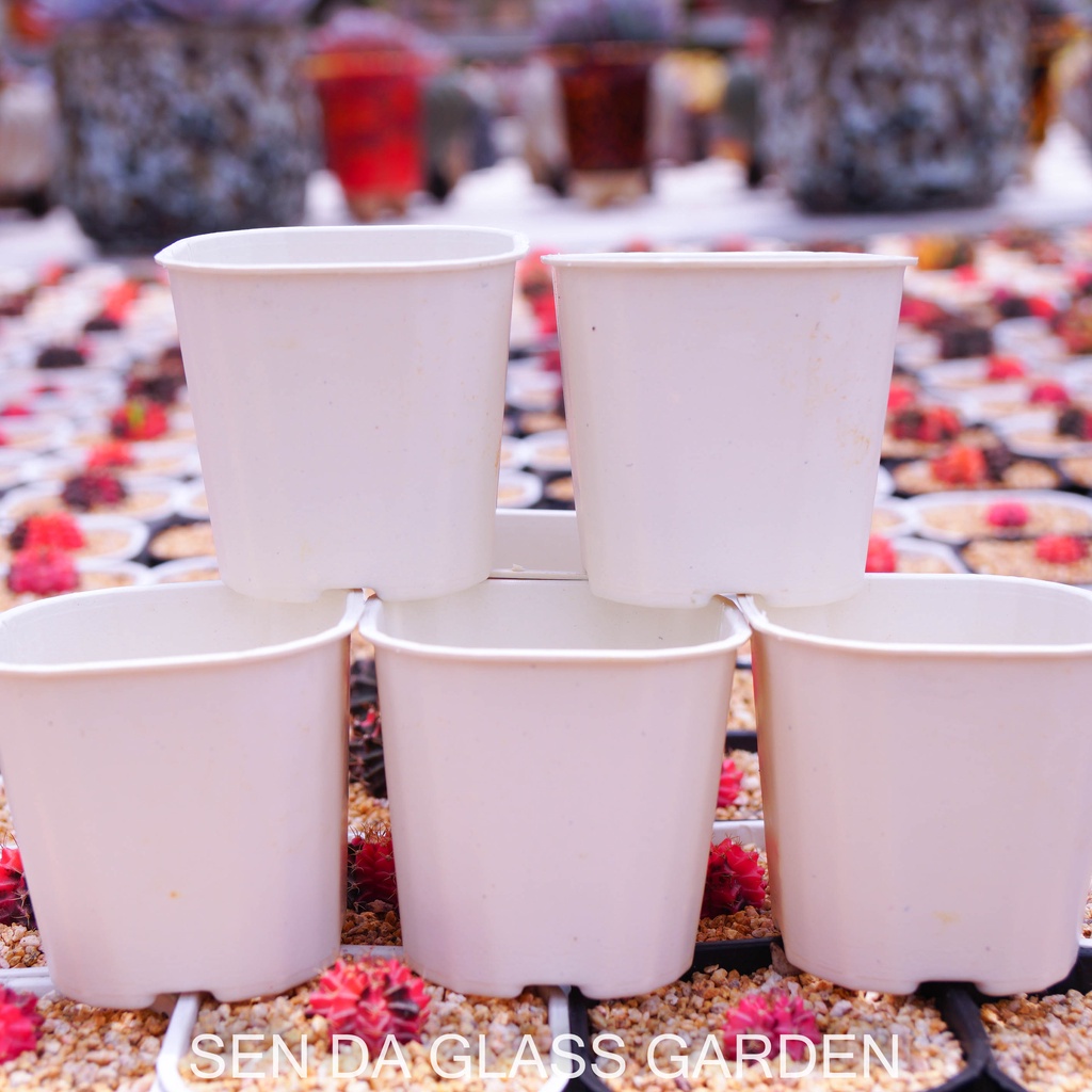 Chậu nhựa vuông TRẮNG, GLASS GARDEN trồng sen đá, xương rồng cực đẹp, thoát nước tốt