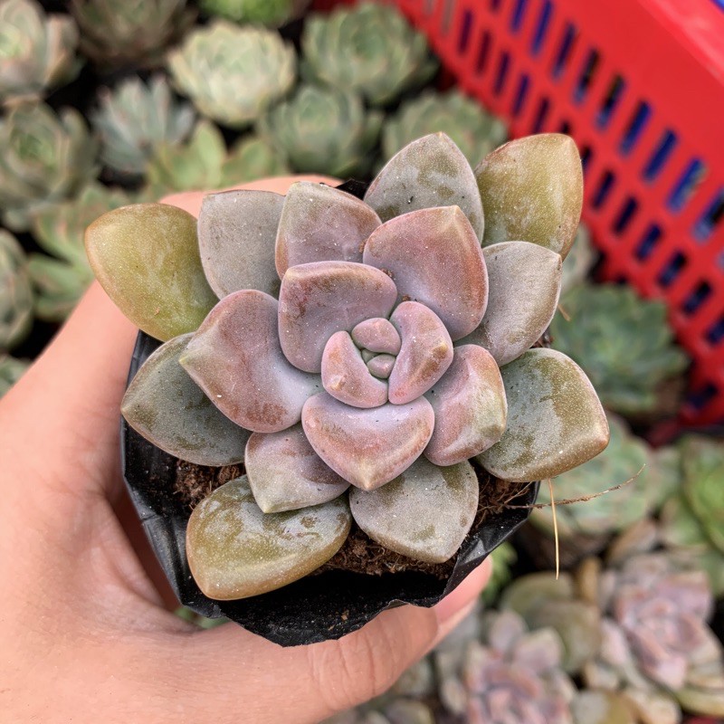 SEN ĐÁ ĐÁ XANH FREESHIP  ĐÃ THUẦN XỨ NÓNG SIU CUTE CHUẨN SIZE BẦU