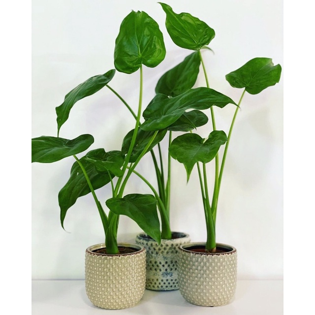 Cây Alocasia cucullata