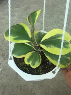 CẨM CÙ TIM VÀNG