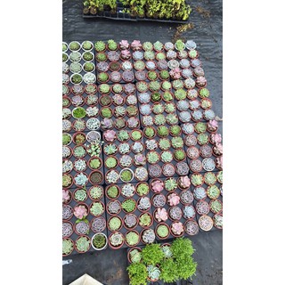 Sen bắp cải tím trung
