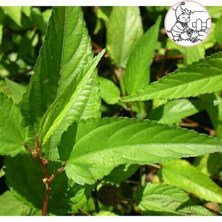 HẠT RAU ĐAY ĐỎ - GÓI 10 GRAM
