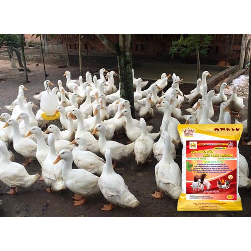 Cốm nhân sâm siêu tăng trưởng, men tiêu hóa kích thích đường ruột hấp thụ, tăng sức đề kháng cho vật nuôi túi 1kg