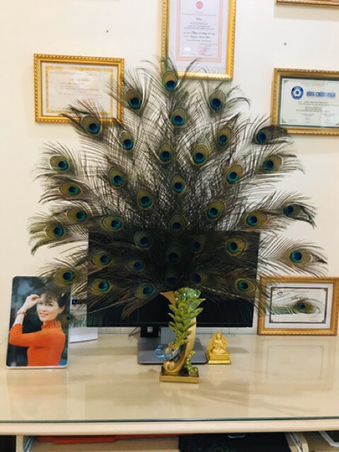 Lông công 90cm phong thủy tự nhiên | BigBuy360 - bigbuy360.vn