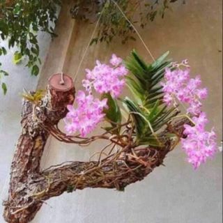 Hoa lan quế tím đẹp rất thơm 1 cây