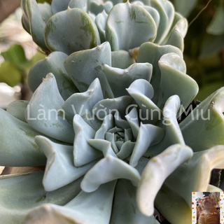 Sen Đá Cúc Trắng 🌼🌼🌼 - Size Bầu - Trung