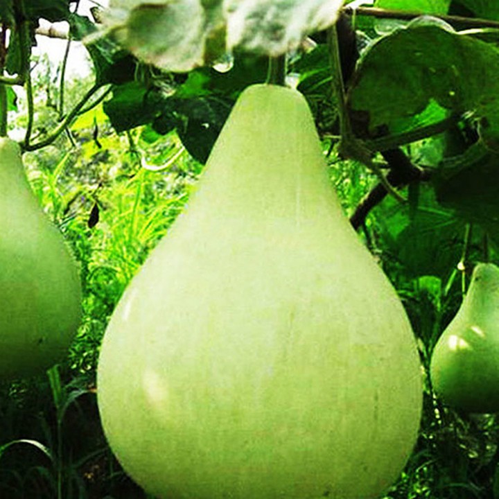 Hạt giống bầu