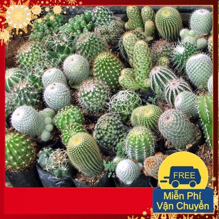 Hạt Giống Sương Rồng Mix