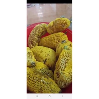 Mật ong rừng