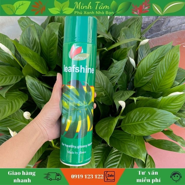 chai xịt bóng lá chai 600ml