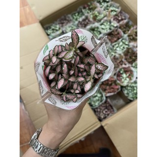 CẨM NHUNG - CÂY MAY MẮN