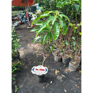 cây giống xoài úc