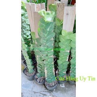 Cây Thằn Lằn(tắc kè) cao 70cm