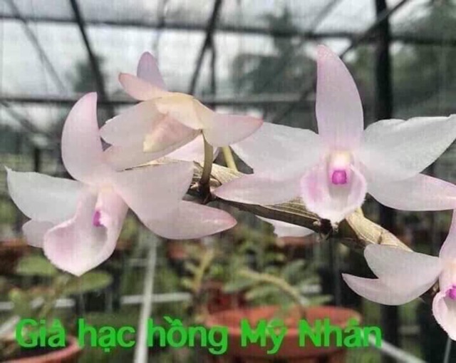 Lan gieo hạt hồng mỹ nhân