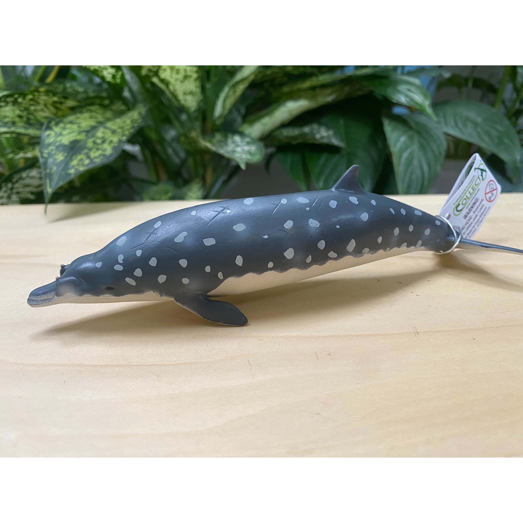 Mô hình động vật: Cá Voi Mõm Khoằm Blainville